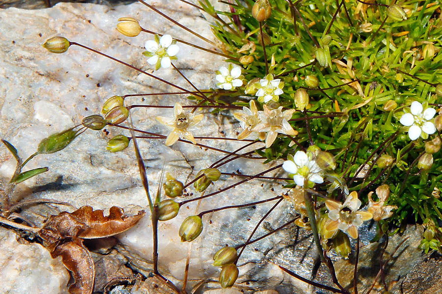 Sagina subulata / Sagina subulata